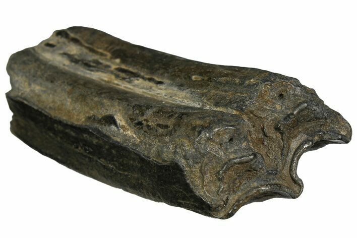 Pleistocene Aged Fossil Horse Tooth - South Carolina #178842